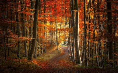 Sunlight In Autumn Forest Fondo De Pantalla Hd Fondo De Escritorio