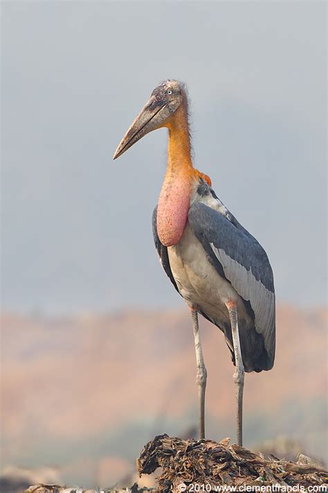 Greater Adjutant Stork Clement Francis Wildlife Photography