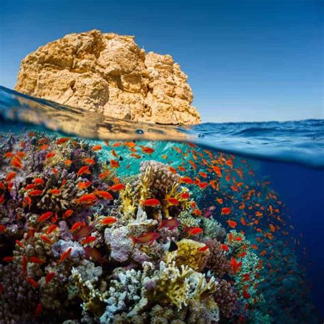 Beyond The Temples And Tombs Egyptian Red Sea