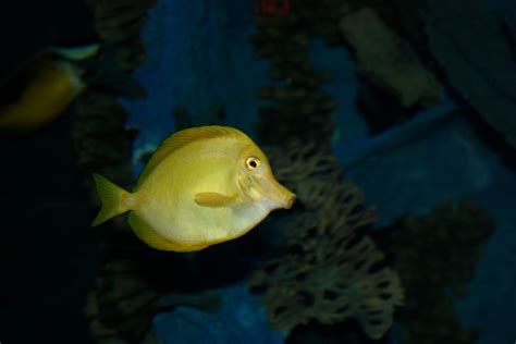 Free Images Underwater Aquarium Goldfish Marine Biology Coral