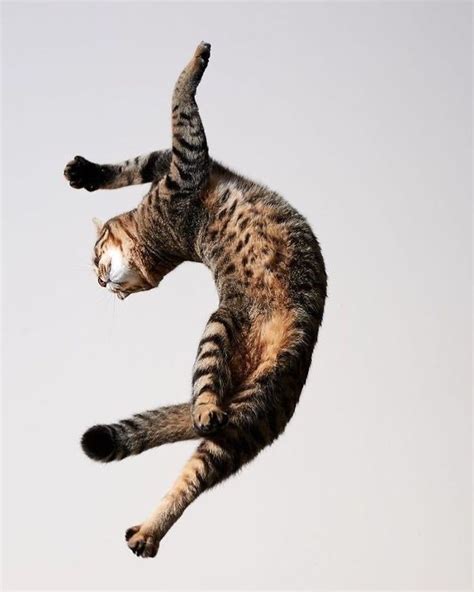 30 Of The Funniest Dancing Cat Pics In 2021 Dancing Cat Dancing