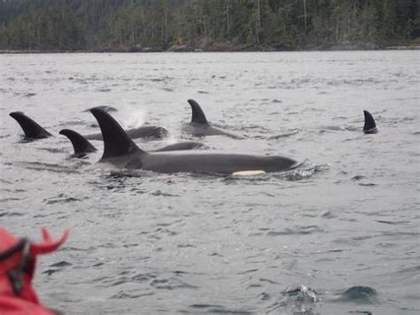 Surprise Killer Whale Viewing 2 Of 2 Grizzly Bear Tours And Whale