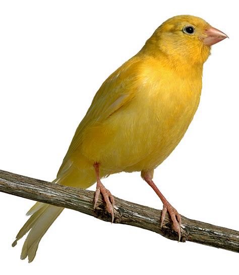 1. Kasus Gangguan pada Burung di Daerah Sekitar Puskesmas