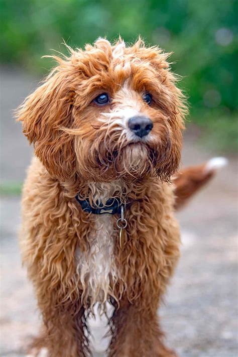 Cavapoo Dog Breed Information And Characteristics Daily Paws