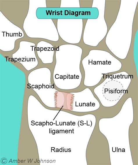 Scapholunate Ligament Injury Alaska Hand Elbow Shoulderalaska