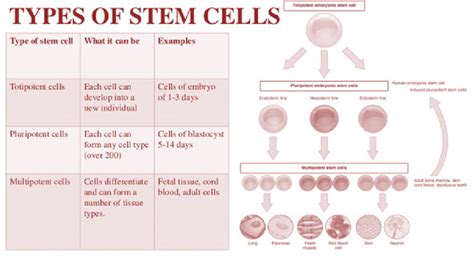 2 Types Of Stem Cells As Reported There Are Several Types Of Stem Download Scientific Diagram