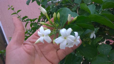 Jasmine Has One Of The Most Seductive Scents The Flowers Grow In
