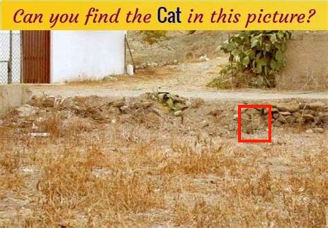 Find The Cat In This Pic Puzzles Riddles And Brainteasers