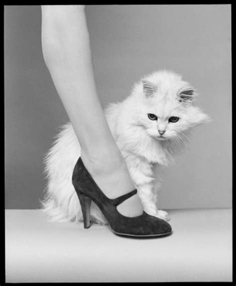 Bruno Benini Cat Fashion Cats Shoes Photo
