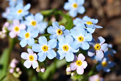 Forget Me Not Flower Meaning And Symbolism Flower Glossary
