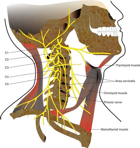 Essential Regional Anesthesia Anatomy Hadzics Peripheral Nerve