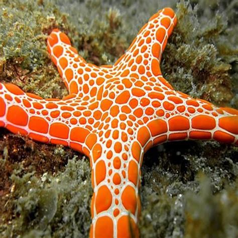 Australian Biscuit Starfish Pentagonaster Dubeni Australian
