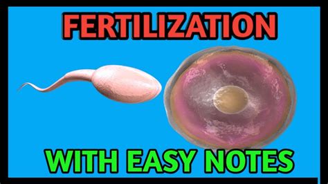 Fertilization Process With Easy Notes Youtube