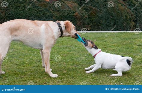 Two Dogs Playing In The Grass Stock Image Image Of Animals Animal