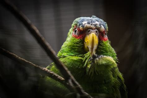 banco de imagens pássaro bico papagaio animais selvagens periquito fechar se olho arara