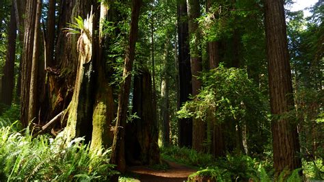 44 Redwoods Wallpaper On Wallpapersafari