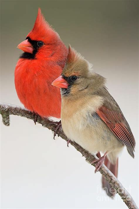 Pretty Birds Beautiful Birds Animals Beautiful Bird Pictures Animal