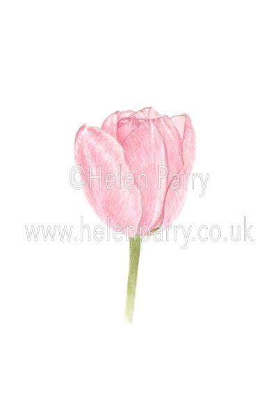 Pale Pink Tulip Watercolour Sketch 79 Helen Parry Watercolour Artist