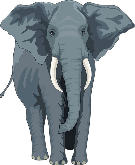 African Elephant Clipart Free Download Transparent Png Creazilla