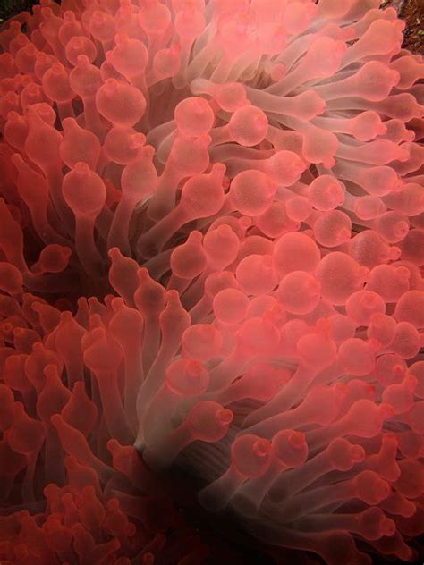 Pink Anemone By Cw Ye Underwater Creatures Underwater Life Ocean