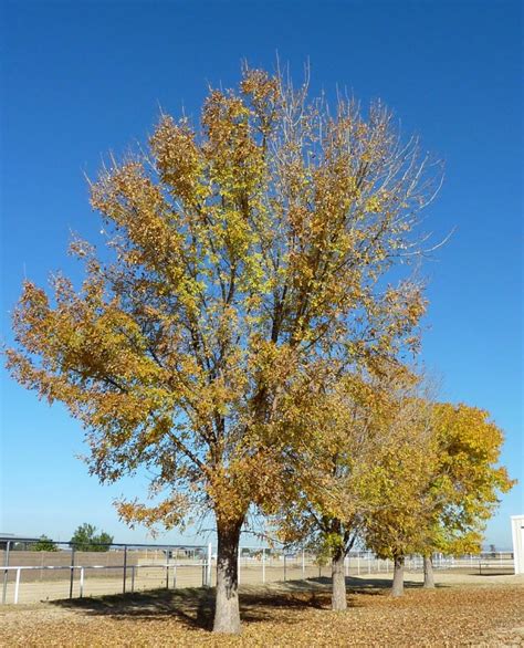 Texas Ash Tree Lifespan Arden Haag