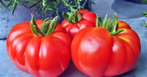 Talkin Tomatoes With Helene Oxheart Tomato