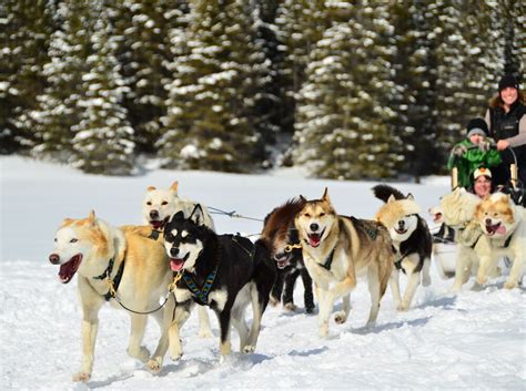 Dog Sledding In The Canadian Rockies Banff And Lake Louise Tourism