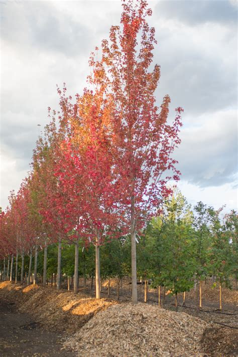 Maple Armstrong Columnar Red For Sale In Boulder Colorado