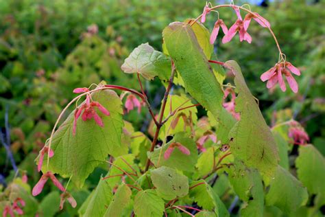 Mountain Maple Fruit Leaf 1 — Ontario Native Plant Nursery Container