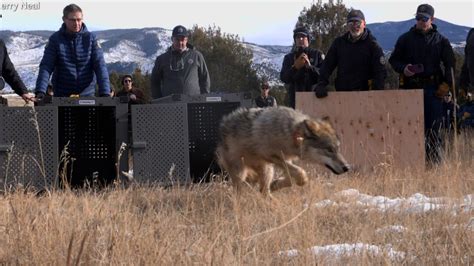See Colorados First Wolves Released Under Wolf Reintroduction Plan