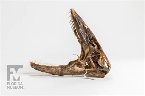 Komodo Dragon Rare Beautiful And Fascinating 100 Years Floridamuseum