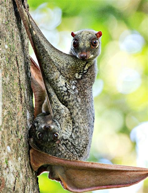 Flying Lemur Cute Animals Rare Animals Weird Animals