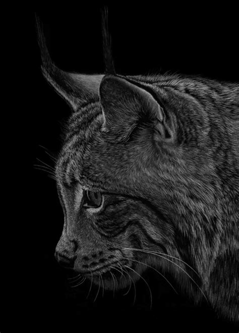 Lynx By Pencilsessions On Deviantart