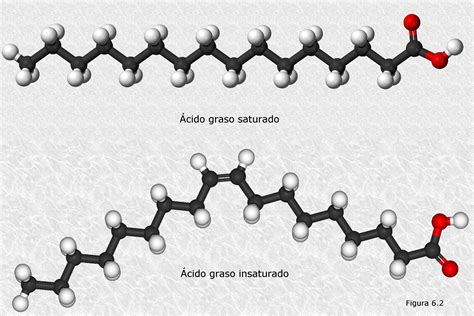 Los Lípidos Parte 1 Clasificando Los ácidos Grasos