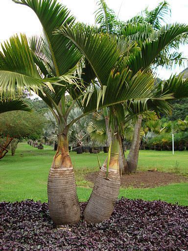 Bottle Palm Tree Palm Tree