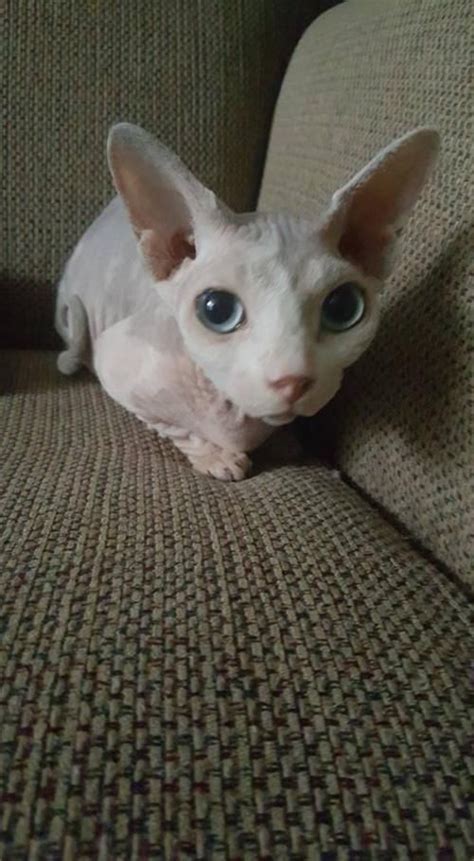 Munchkin Is An Adoptable Sphynx Hairless Cat Searching For A Forever