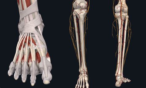 Foot Retinacula And Anterior Nerve And Artery Diagram Quizlet