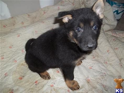 Black German Shepherd Puppies For Sale In Ohio Zoe Fans Blog Cute