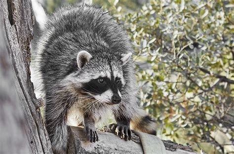 The Dangers Of Trying To Remove Raccoons Yourself Raccoon Removal