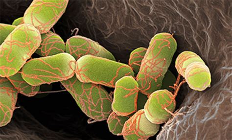 Increase In Cases Of Carbapenem Resistant E Coli Carrying The Blandm 5