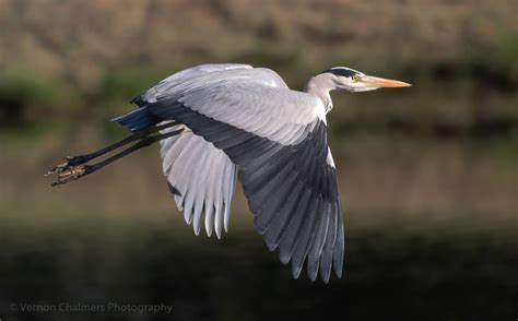 Vernon Chalmers Photography Setup And Tips For Canon Birds In Flight