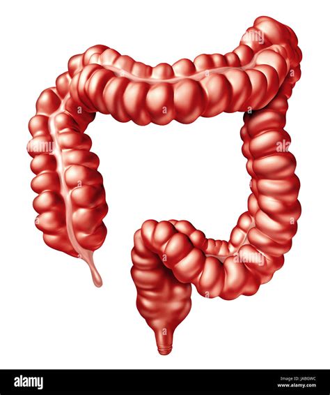 Large Intestine Or Colon Human Bowel Illustration As