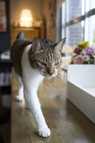 Akimasa Harada Flickr Cat Feline Cats And Kittens Cute Cats And