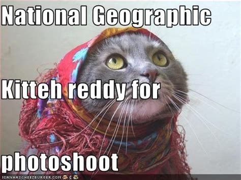 Funny Cat Pictures National Geographic Cat Funny Cat Pictures With