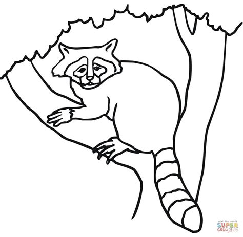 Raccoon Printable Coloring Pages