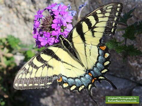 Eastern Tiger Swallowtail Butterfly Size Colors Life Span Host