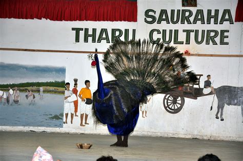 Peacock Dance Among The Tharu Cultural Dances Performed To Welcome The