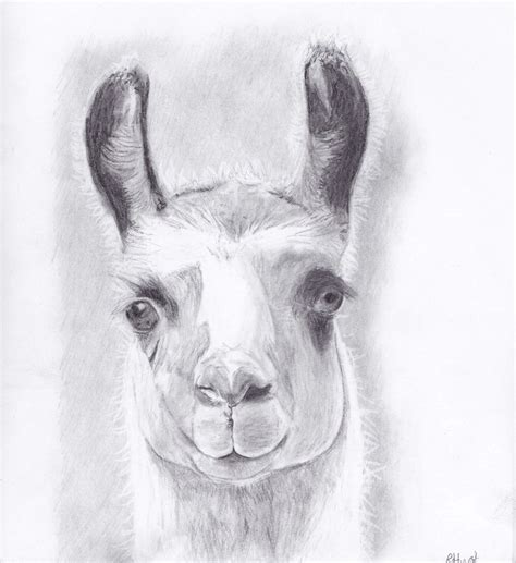 llama sketch at explore collection of llama sketch
