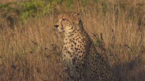 Cheetah Part 1 Sunrise June 10 2020 Youtube