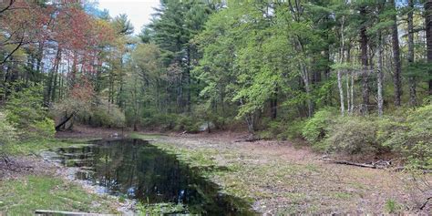 Muddy Pond Wilderness Preserve At Northeast Wilderness Trust Chronolog